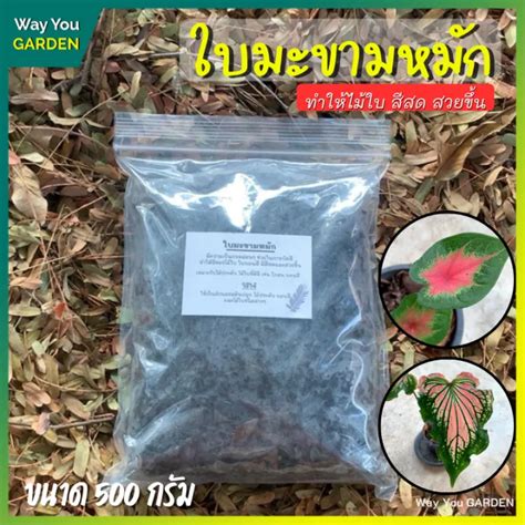 ส่งฟรี ใบมะขามหมัก 500g ใบมะขาม ปุ๋ยใบมะขาม ใบมะขามแห้ง ใบมะขามบอนสี