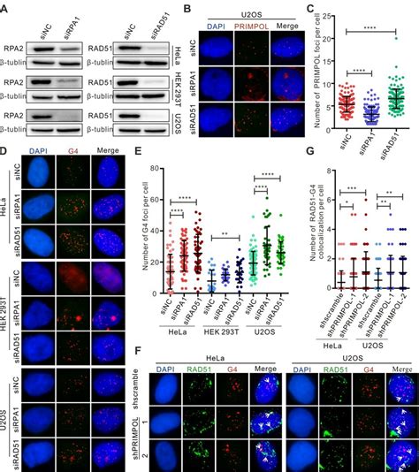 Primpol Competes With Rad To Resolve G Induced Replication Stress