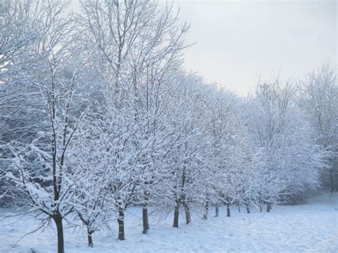 Free Images Landscape Tree Nature White View Frost Weather