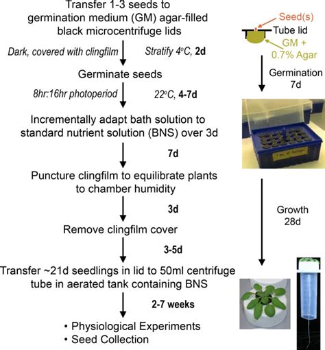 Simplified Arabidopsis Hydroponics Growth Method Flow Chart Outlining