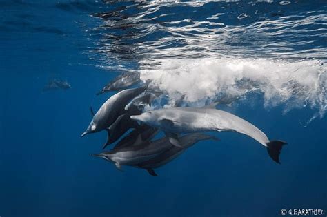 Pin By Marcie Callewaert On Cetaceans Cetacean Marine Mammals Dolphins