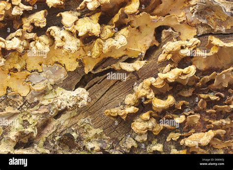 Background Of Orange Fungus Growing On A Log Stock Photo Alamy