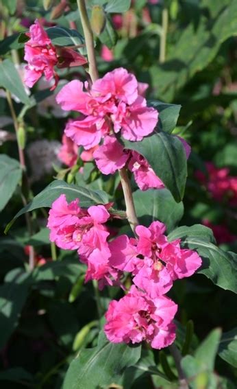 Organic Flower Clarkia Elegans Pink Mix (a) – Tamar Organics