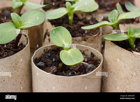 Total Imagen Crecimiento De La Planta De Girasol Abzlocal Mx