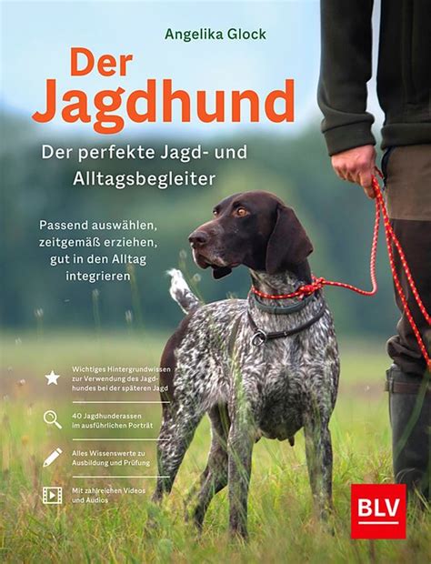 Der Jagdhund Der Perfekte Jagd Und Alltagsbegleiter Grube De