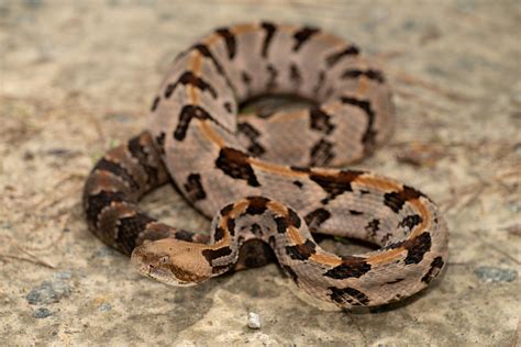 Timber Rattlesnake South Carolina Partners In Amphibian And Reptile