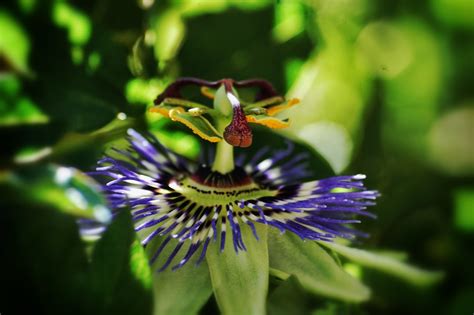 Passiflore Ou Fleur De La Passion Photo Et Image Macro Nature Macro Fleurs Macro Images