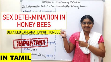 Sex Determination In Honey Bees In Tamil Class Principles Of