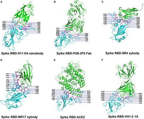 Frontiers Comprehensive Deep Mutational Scanning Reveals The Immune