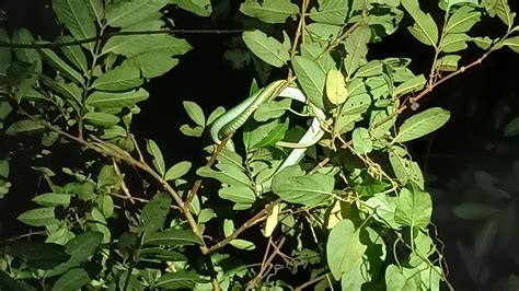 Paseo Nocturno Por La Selva Tropical De Alta Biodiversidad De La