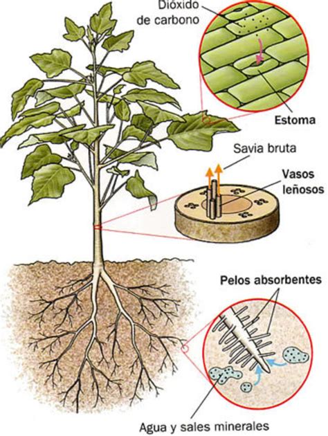 Doblez Sanar Avenida Imagenes Sobre La Nutricion De Las Plantas Cu A