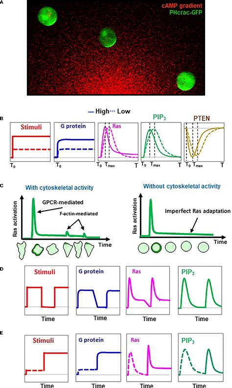 Frontiers Ras Inhibitors Gate Chemoattractant Concentration Range For