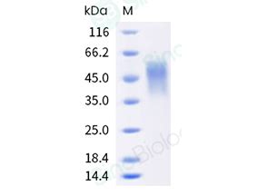 Recombinant Human Cd A Fcgr A Fc Gamma Riiia Protein H C