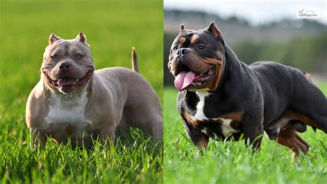 Exotic Bully: Everything You Need to Know About the Exotics