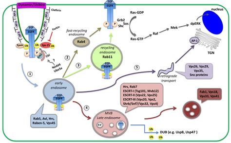 Endocytosis And Signaling Regulation Encyclopedia Mdpi