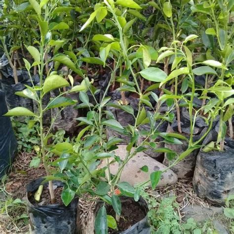 Jual Bibit Pohon Jeruk Limao Tanaman Buah Limo Limau Tabutampot Kota