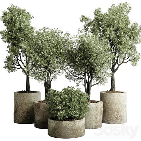 Collection Outdoor Plant Pot Old Olive Tree Concrete Old Vase Corona