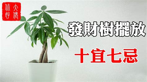 【風水】發財樹擺放，十宜七忌，擺在此處，家財兩旺，你家擺對了嗎？ Youtube