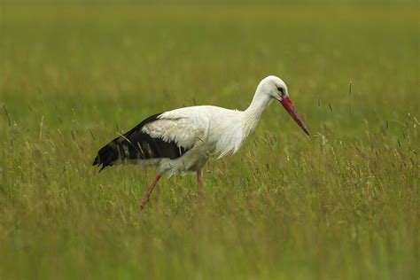 Storks Are Changing Migration Patterns To Lunch At Landfills