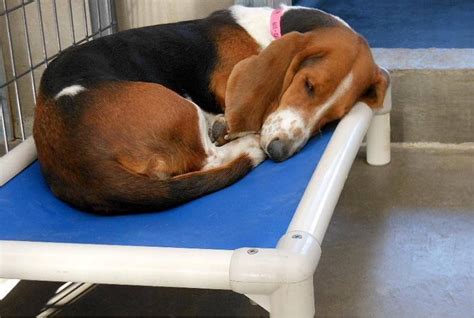 Donate To First State Animal Center Kuranda Shelterbeds