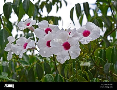 Bower Of Beauty Or Bower Vine Flowers Pandorea Jasminoides On Garden