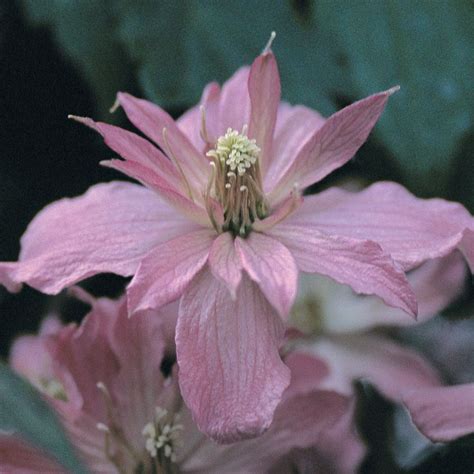 Clematis Broughton Star Large Plant Climbing Plants Van Meuwen Clematis Plants