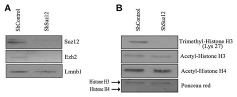 Suz Depletion Leads To Ezh And H K Trimethylation Loss In