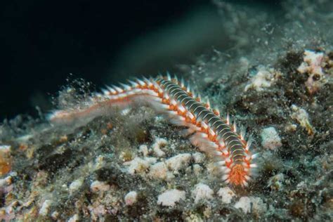 Lanzarote Buceo De Iniciaci N Desde La Playa Getyourguide