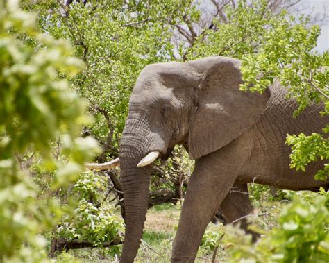 Thornybush Game Reserve - Secret Africa