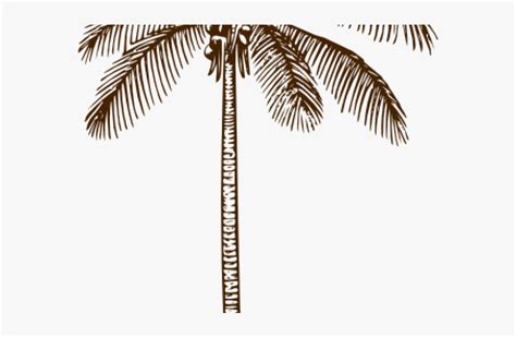 Outline Picture Of Coconut Tree Coconut Tree Icon Doodle Hand Drawn