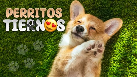 ¡las 10 Razas De Perros Mas Tiernas Del Mundo 🐶😍 Youtube