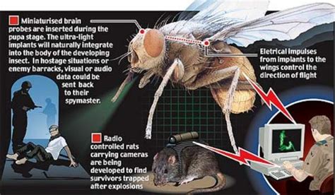 Insectele Spioni Sunt Pe Cale Sa Devina Realitate