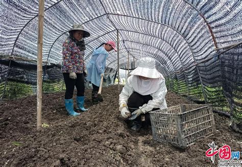 湖南城步：大力推进“一村一品 一乡一业”生态农业助力乡村振兴中国网