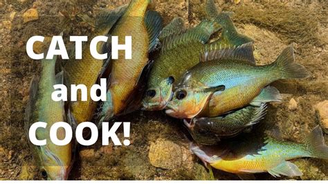 HOW TO CATCH AND COOK PANFISH YouTube