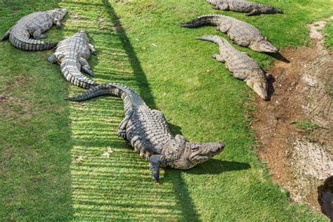 Crocodiles Crocodile Farm Images – Browse 9,605 Stock Photos, Vectors ...