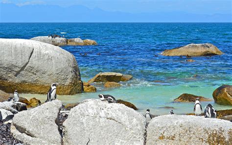 penguins, Penguin, Ocean, Sea, Beaches, Beach, Birds Wallpapers HD ...