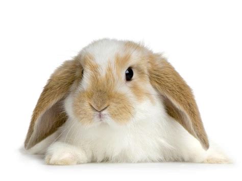 Todo Lo Que Debes Saber Sobre El Conejo Mini Lop Azul Caracter Sticas