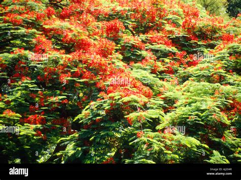 Jacaranda tree in bloom Stock Photo - Alamy