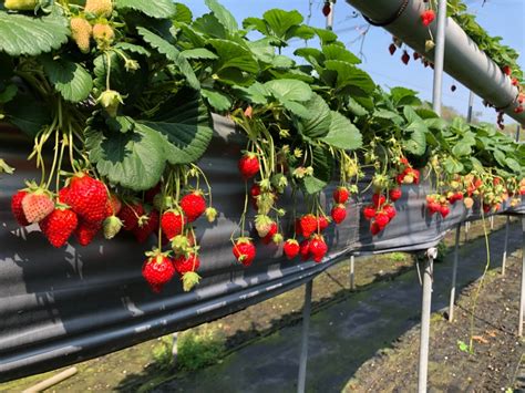 苗栗大湖草莓季11月開跑！草莓園推薦 文化館 採草莓一日遊行程