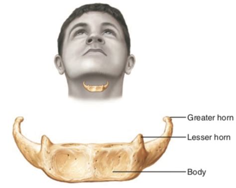 Hueso Hioides Quizlet