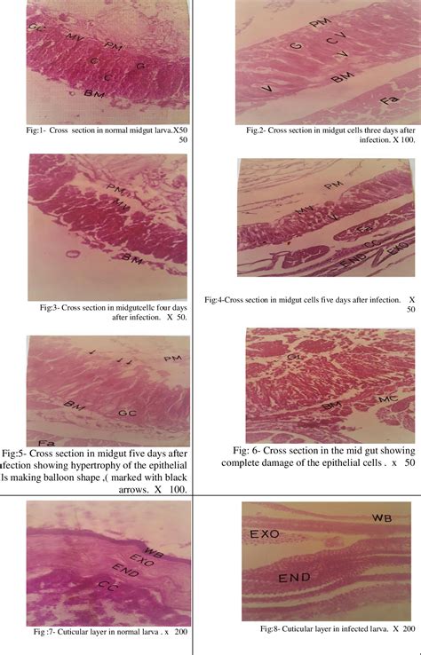 Figure From Assessment Of Mode Of Action And Histopathological