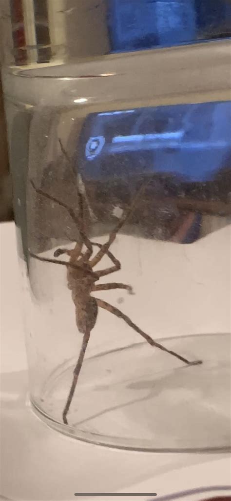 Is this a cardinal spider? Found in my bathroom (UK) (Sorry the photos ...