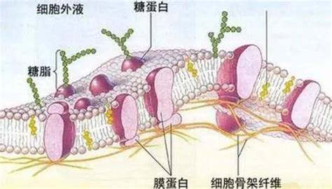 细胞膜的结构和功能浅析