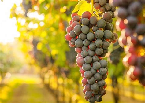 Prezzi Delle Uve Alle Stelle Per I Vini Docg E Doc E Produzione In