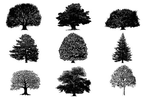 silhouette tree brushes pack  photoshop brushes  brusheezy