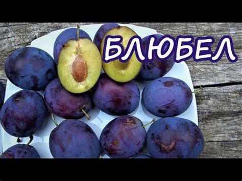Отличный поздний канадский сорт сладкой сливы универсального применения ...