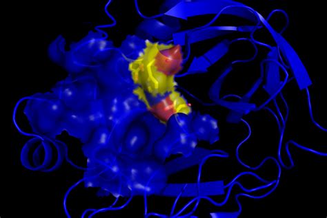 Pepsin - What It Serves: Function and Structure of this Proteolytic ...