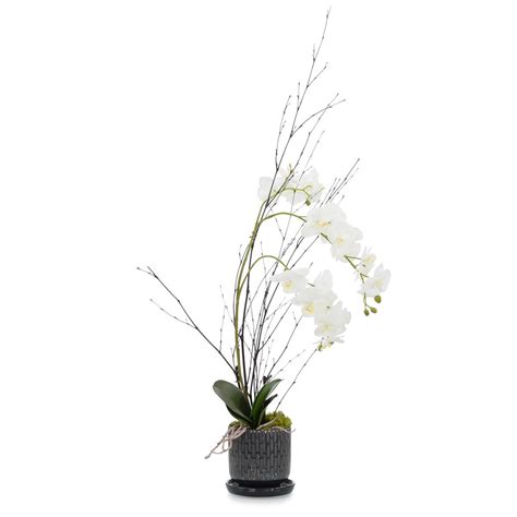 04 36h X 17w X 8d Midnight Orchid