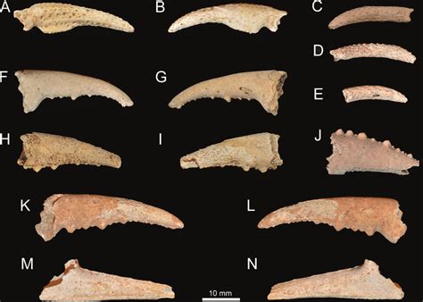 Fossil Quaternary terrestrial crabs from Antigua and Bermuda. A-E:... | Download Scientific Diagram