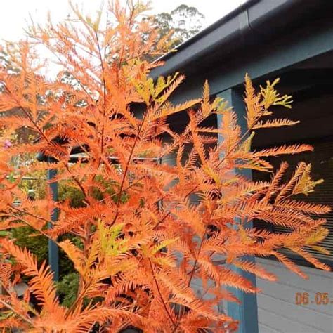 Taxodium Distichum